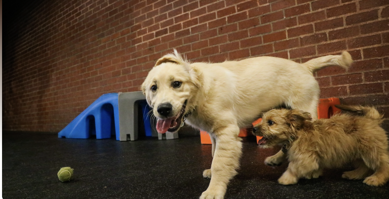 Puppy Social